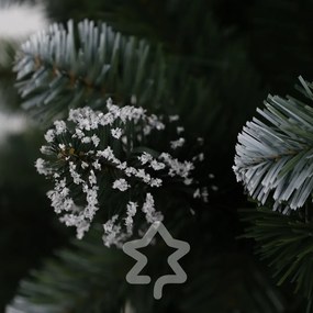 Borovica zasněžená 210 cm