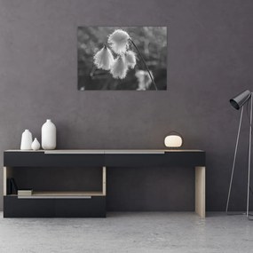 Sklenený obraz - Cottongrass (70x50 cm)