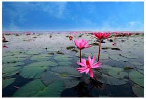 Fototapeta Vliesová Lotosový kvet 312x219 cm