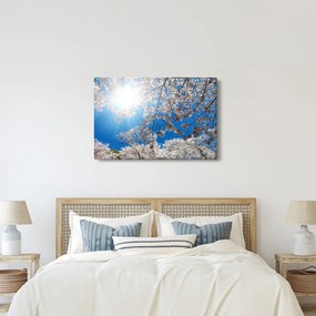 Obraz - Čerešňové kvety (90x60 cm)