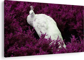 Obraz - Biely páv (90x60 cm)