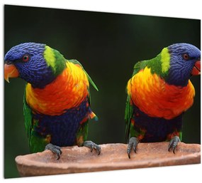 Sklenený obraz papagájov (70x50 cm)