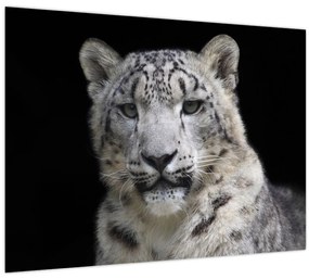 Obraz - Leopard snežný (70x50 cm)