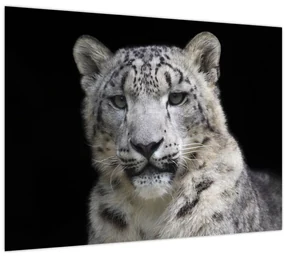 Obraz - Leopard snežný (70x50 cm)