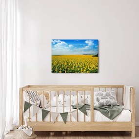 Obraz - pás slnečníc (70x50 cm)