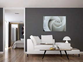 Obraz - Biela ruža (90x60 cm)