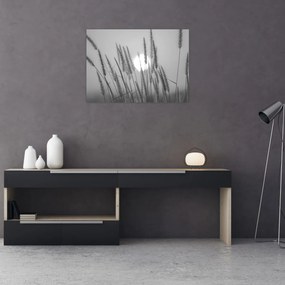 Obraz - Lúka pri západe slnka (70x50 cm)