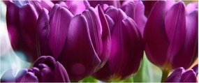 Obraz tulipánov (120x50 cm)