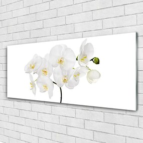 Obraz plexi Biela orchidea kvety 125x50 cm