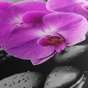 Obraz - Fialové orchidey (150x105 cm)