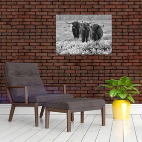 Sklenený obraz - Škótske kravy (70x50 cm)