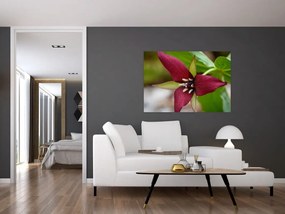 Kvitnúca rastlina - obrazy do domu