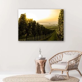 Gario Obraz na plátne Zelená vinica Rozmery: 60 x 40 cm