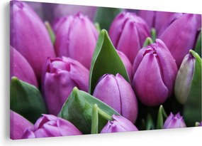 Obraz - kvety tulipánov (90x60 cm)