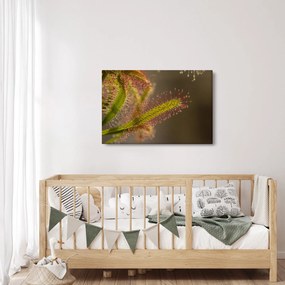 Obraz rastliny (90x60 cm)