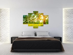 Obraz - Slnečný les (150x105 cm)