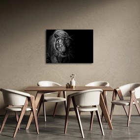 Obraz divokého tigra (70x50 cm)