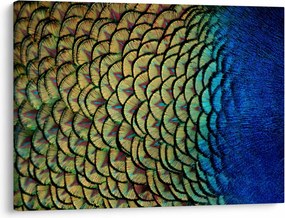 Obraz - Pávie perie (70x50 cm)