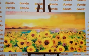 Obraz slnečnicové pole