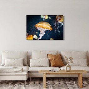 Obraz medúzy (90x60 cm)