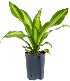 Dracaena burley head 15/19 v.50 cm