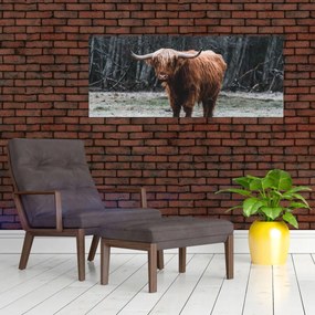 Obraz - Škótska krava 2 (120x50 cm)