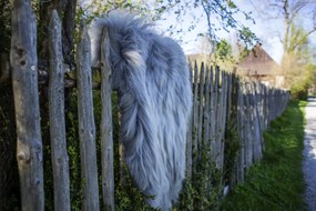 Ovčia kožušina Islandská ovca sivá