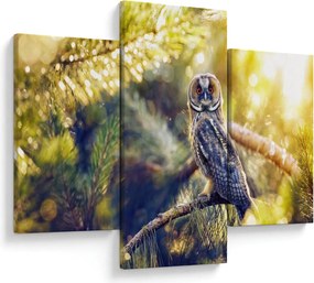 Obraz sovy na strome (90x60 cm)