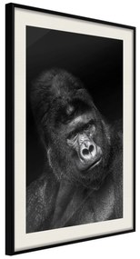 Artgeist Plagát - Gorilla [Poster] Veľkosť: 30x45, Verzia: Čierny rám s passe-partout