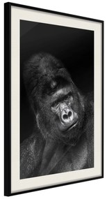 Artgeist Plagát - Gorilla [Poster] Veľkosť: 20x30, Verzia: Zlatý rám