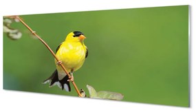 Obraz na akrylátovom skle Žltý papagáj 120x60 cm
