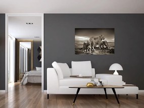 Obraz čiernobielych levov (90x60 cm)