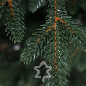 Smrek Kanadský 100% 150 cm