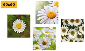 Set obrazov čarovné kvety Varianta: 4x 40x40
