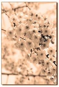 Obraz na plátne - Čerešňový kvet - obdĺžnik 7279FA (100x70 cm)