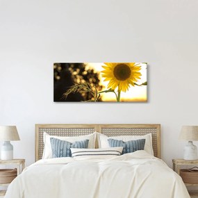 Obraz slnečnice (120x50 cm)
