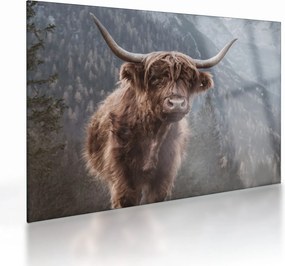Sklenený obraz - Highlander krava (70x50 cm)