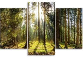 Gario Obraz na plátne Slnečný deň v lese - 3 dielny Rozmery: 150 x 100 cm