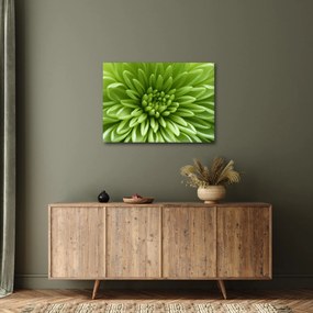 Obraz - Makro snímka rastliny (70x50 cm)