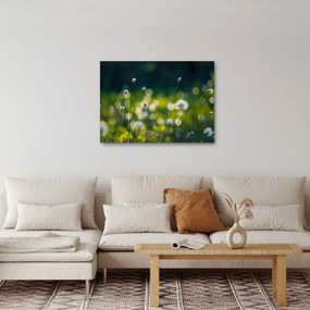 Obraz - Tráva (70x50 cm)