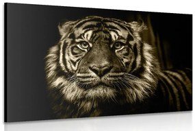 Obraz tiger v sépiovom prevedení Varianta: 60x40