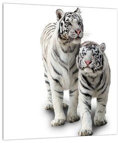 Obraz bieleho tigra (30x30 cm)