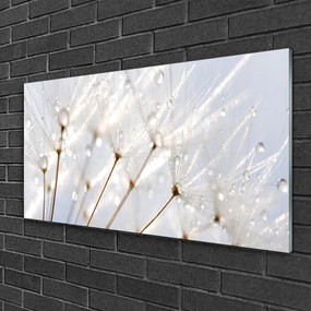 Skleneny obraz Púpava rastlina 125x50 cm