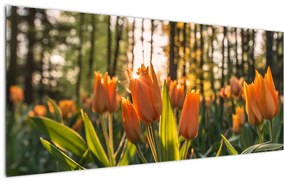 Obraz - oranžové tulipány (120x50 cm)