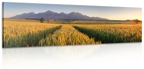 Obraz západ slnka nad pšeničným poľom - 135x45