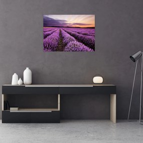 Obraz - Levanduľové pole pri západe slnka (70x50 cm)