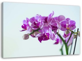 Obraz na plátně Růžová orchidej - 90x60 cm