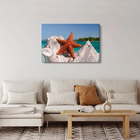 Obraz morskej hviezdice (90x60 cm)