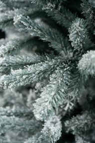 Limpol Jedľa Eliza 1,80 m zasnežená