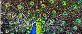 Obraz - Páv (120x50 cm)